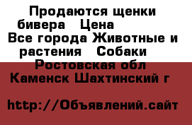Продаются щенки бивера › Цена ­ 25 000 - Все города Животные и растения » Собаки   . Ростовская обл.,Каменск-Шахтинский г.